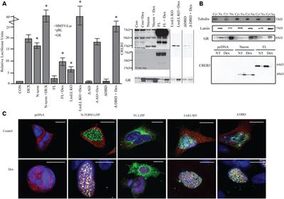 LUMAN/CREB3 Plays a Dual Role in Stress Responses as a Cofactor of the Glucocorticoid Receptor and a Regulator of Secretion